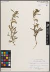 Foto von Salix elbursensis Boiss.